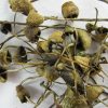 Buy liberty cap online