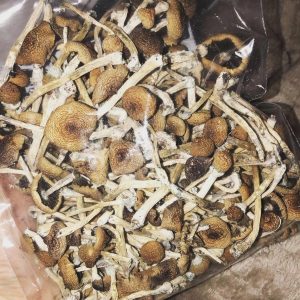 Buy Golden Teacher Mushrooms