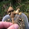 Buy liberty cap online