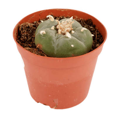Buy Peyote Cactus Online