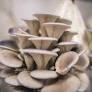 Golden Oyster mushrooms