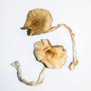 Golden Teachers Magic Mushrooms