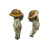 Sheperds Cut Penis Envy Magic Mushrooms