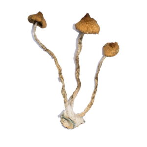 TSyzygy Magic Mushrooms