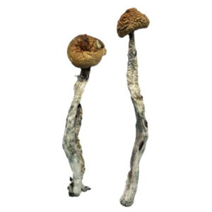 Z-Strain Magic Mushrooms