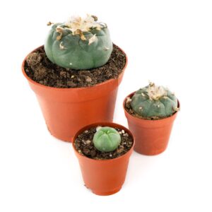 Buy Peyote Cactus online